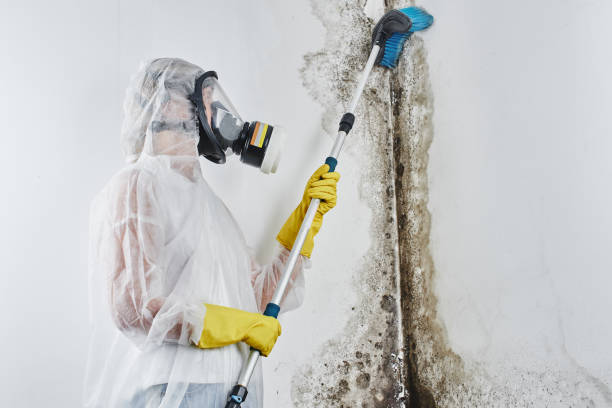 Best Forensic Mold Investigation  in Evergreen, CO